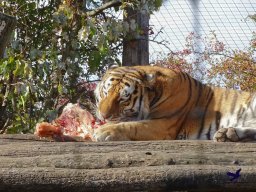 Tiergarten Schönbrunn am 20.10.2025